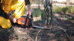 Best Stump Grinding and Removal  in Denmark, SC