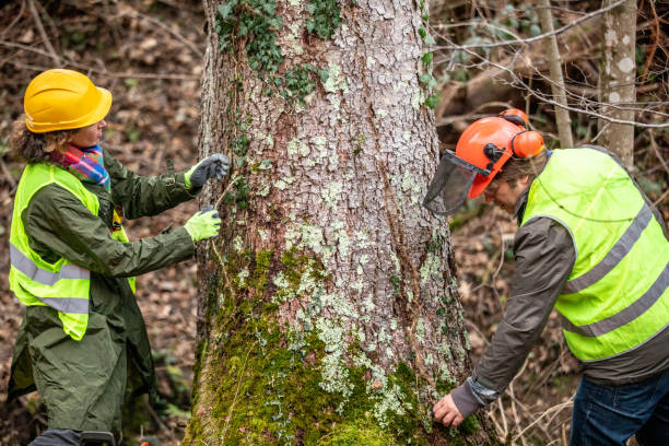 Trusted Denmark, SC Tree Care Experts