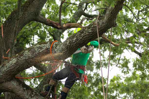Tree and Shrub Care in Denmark, SC