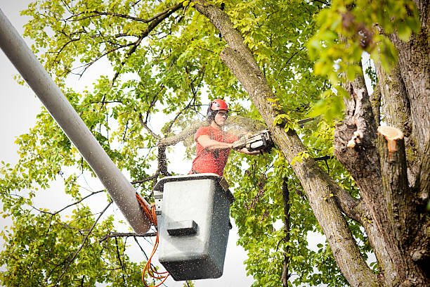 Best Utility Line Clearance  in Denmark, SC